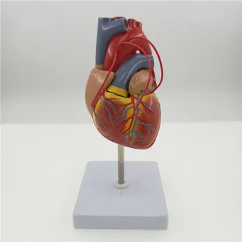 Mokslinė širdis su šuntavimo gyvenimo dydžio anatominio modelio anatomija